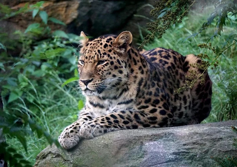 17557 Tierwelt - Leopard Puzzle