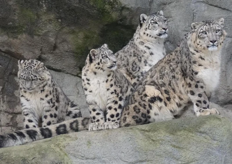 17558 Tierwelt - Leoparden Familie Puzzle