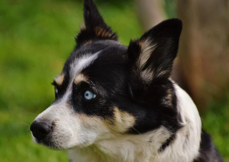 17564 Tierwelt - Huskie Puzzle
