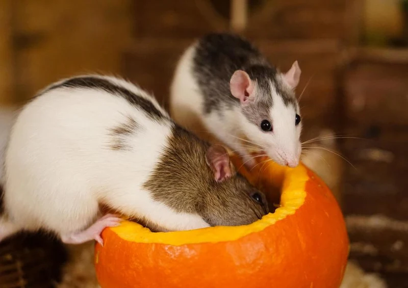 17565 Tierwelt - Haus-Ratten Puzzle