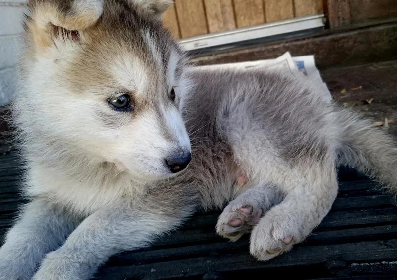 17566 Tierwelt - Huskie Puzzle