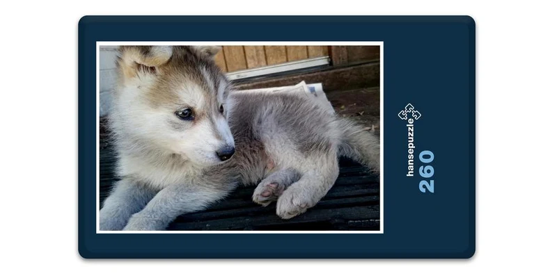 17566 Tierwelt - Huskie Puzzle
