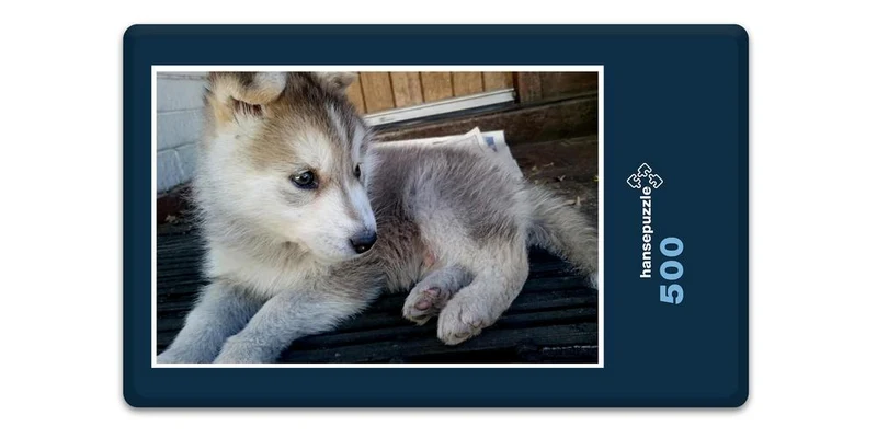 17566 Tierwelt - Huskie Puzzle