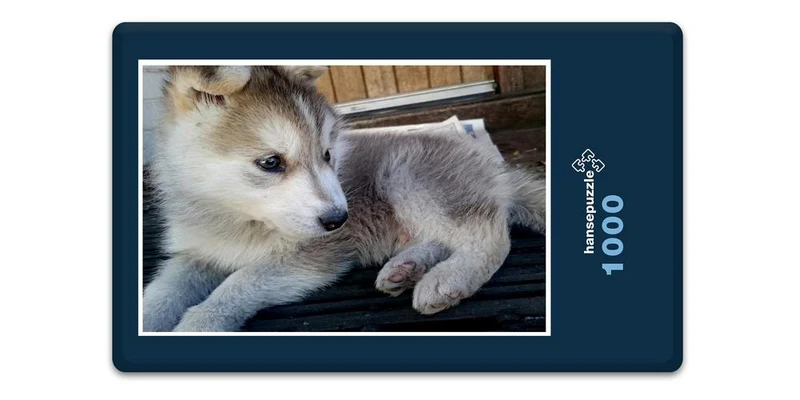 17566 Tierwelt - Huskie Puzzle