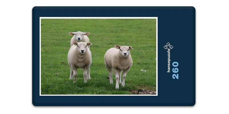 17821 Tierwelt - Schafe auf Weide Puzzle