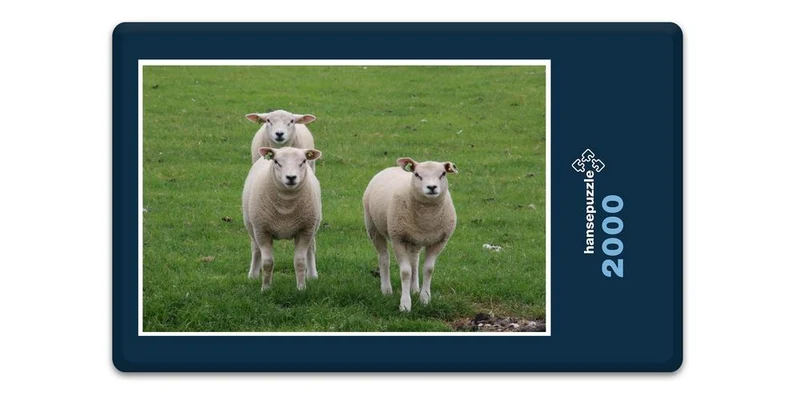 17821 Tierwelt - Schafe auf Weide Puzzle