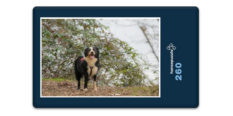17827 Tierwelt - Nasser Hund Puzzle