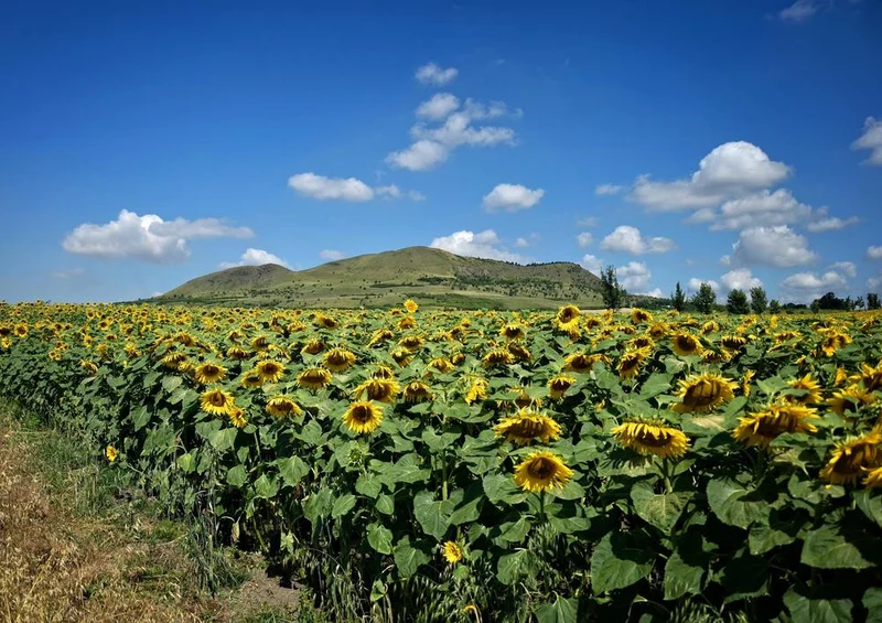 24747 Natur - Sonnenblumen-Feld Puzzle