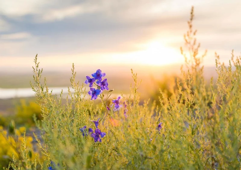 24002 Natur - Blumenwiese Puzzle
