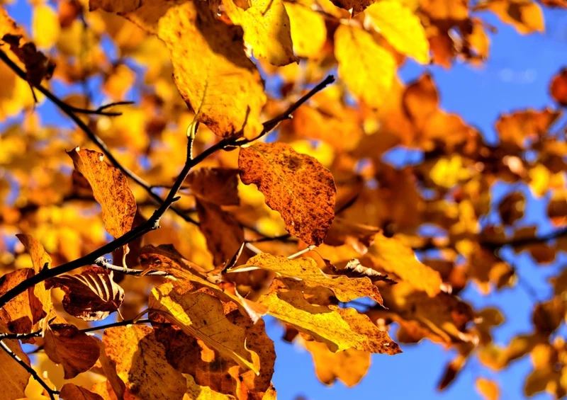 43564 Natur - Herbstfärbung Puzzle