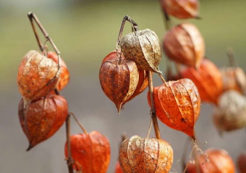 43559 Natur - Physalis Puzzle
