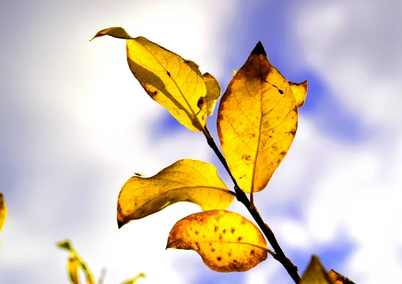 43554 Natur - Herbstlaub Puzzle