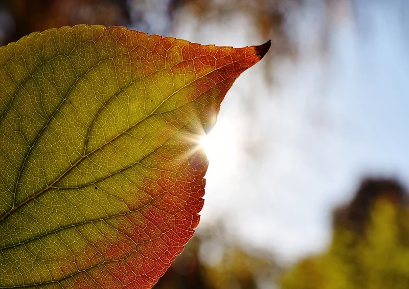 43549 Natur - Herbstfärbung Puzzle