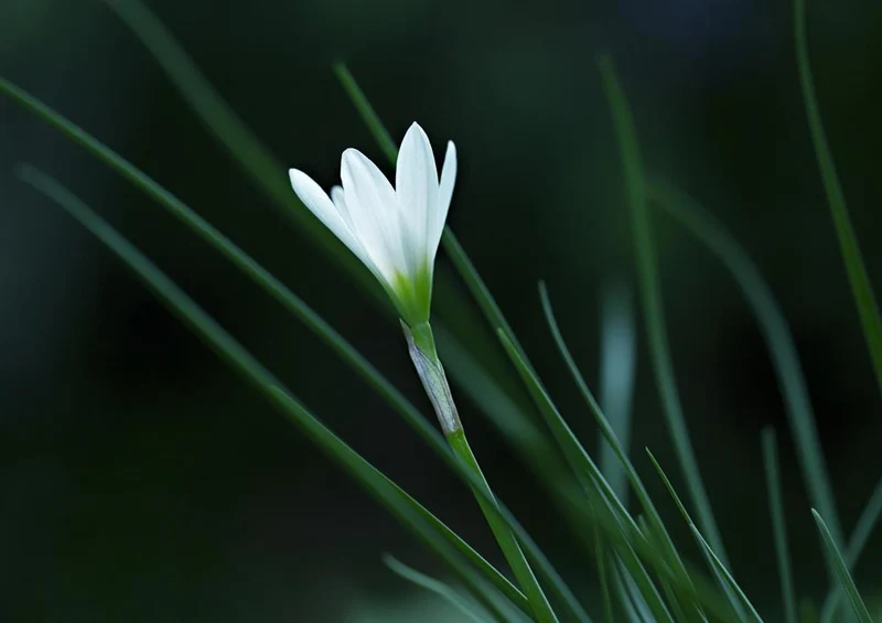 19330 Natur - Lilie Puzzle
