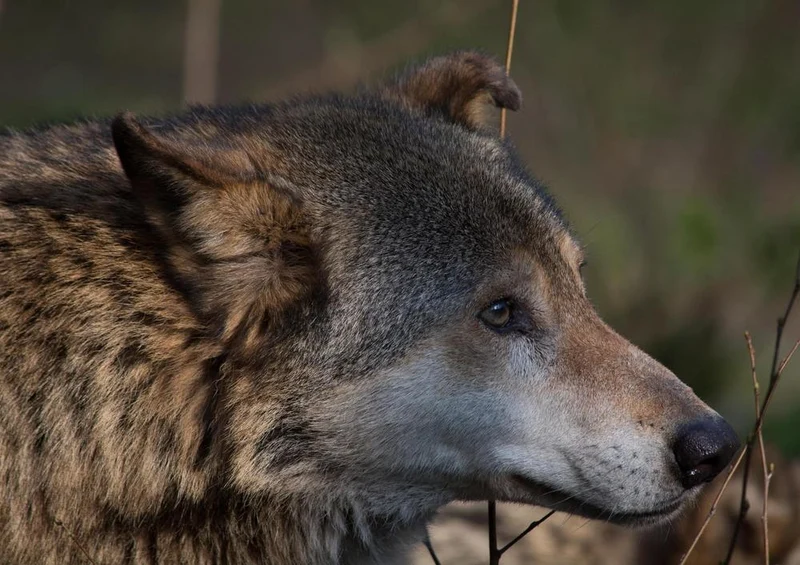 23283 Tierwelt - Wolf Puzzle