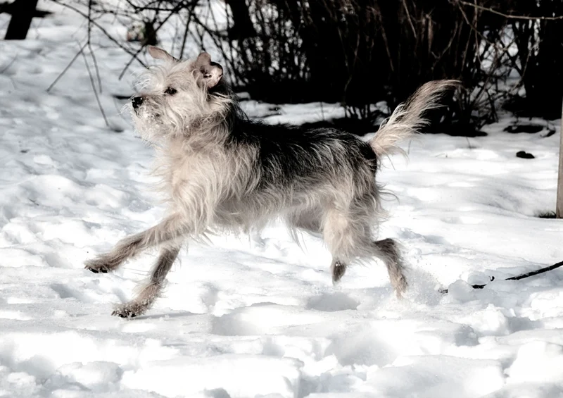 42710 Tierwelt - Hund Puzzle