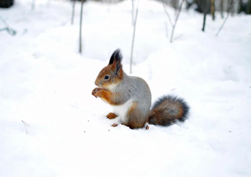17907 Tierwelt - Nager im Schnee Puzzle