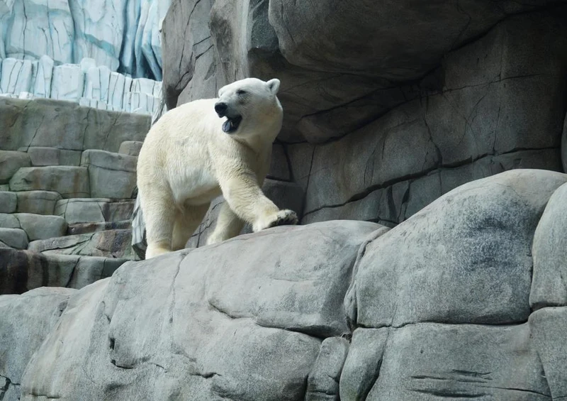 17953 Tierwelt - Eisbär auf Fels Puzzle