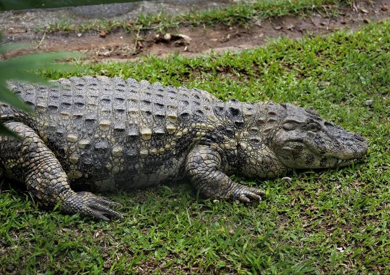 23278 Tierwelt - Krokodil Puzzle