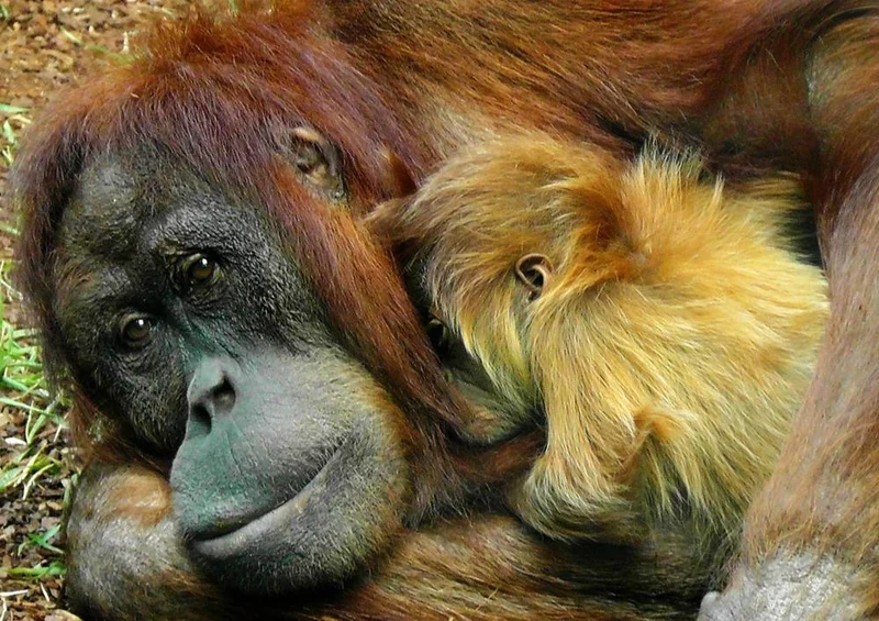 23273 Tierwelt - Affe mit Jungtier Puzzle