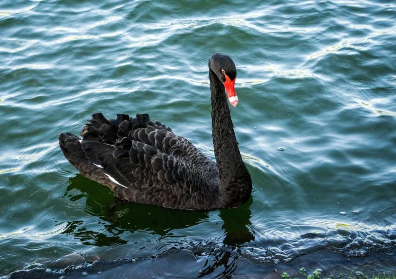 23268 Tierwelt - schwarzer Schwan Puzzle