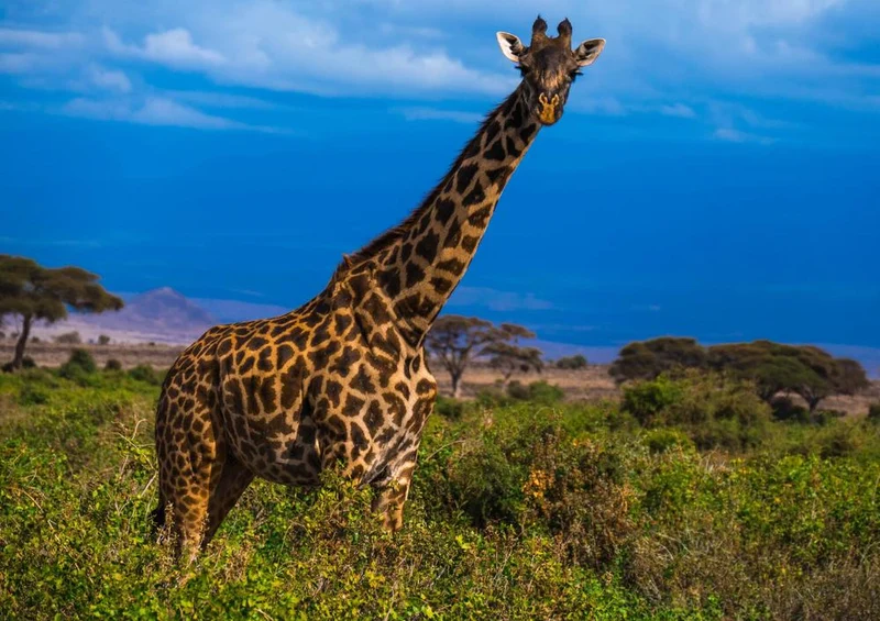 23253 Tierwelt - Giraffe Puzzle