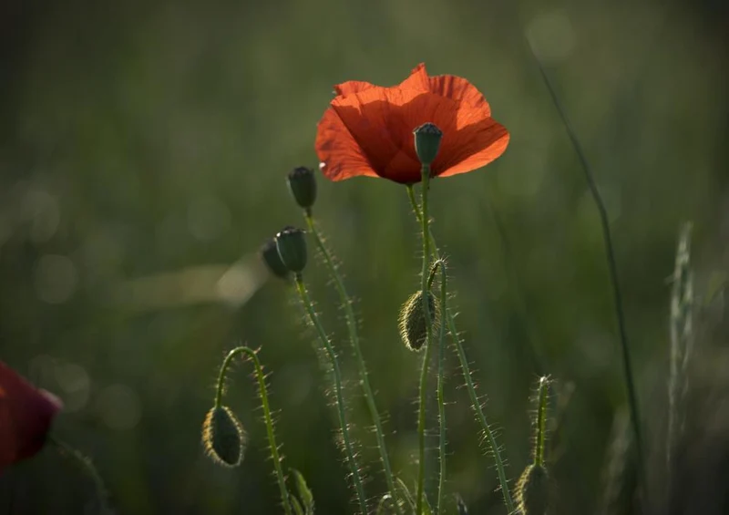 19425 Natur - Klatschmohn Puzzle