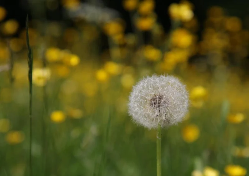 19415 Natur - Pusteblume Puzzle