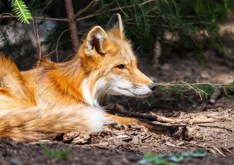 20388 Tierwelt - Fuchs Puzzle