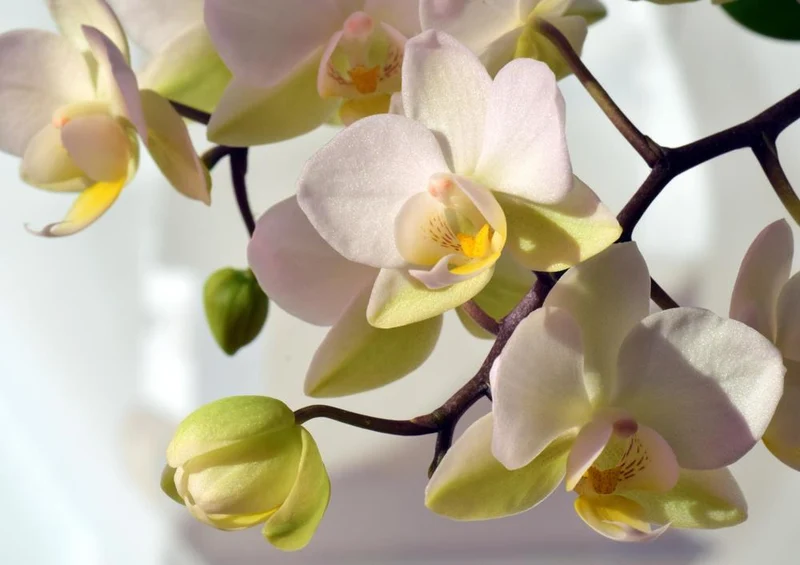 20383 Natur - Orchidee Puzzle