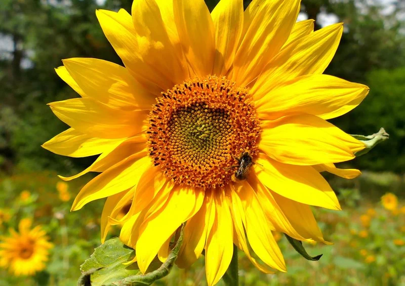 17870 Natur - Sonnenblume Puzzle
