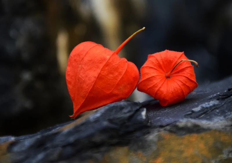 43542 Natur - Physalis Puzzle