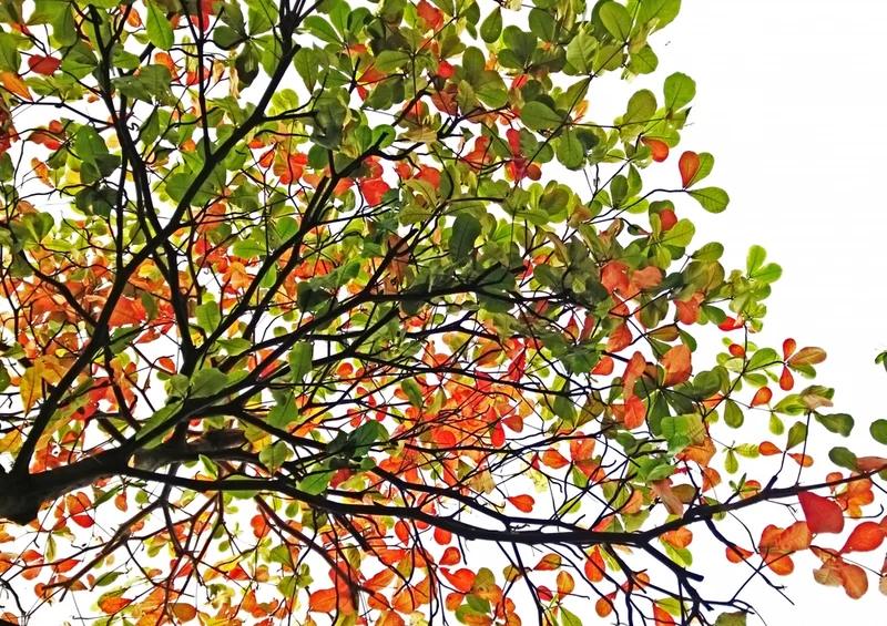 43535 Natur - Herbstblätter Puzzle