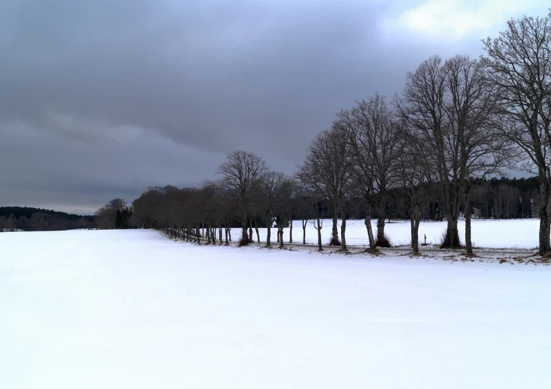 42938 Fortbewegung - Schneewiese Puzzle