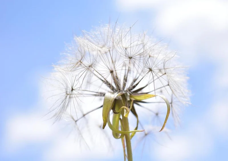 23987 Natur - Pusteblume Puzzle