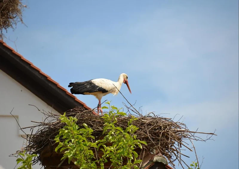 17830 Tierwelt - Storch im Nest Puzzle