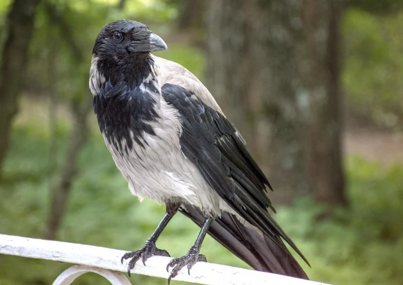 17839 Tierwelt - Vogel auf Geländer Puzzle