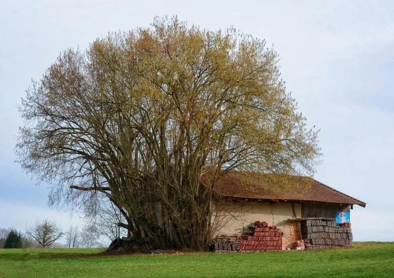 17880 Gebäude - Baum-Haus Puzzle