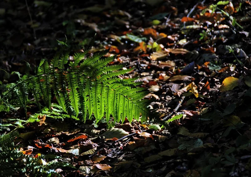 17885 Natur - Wald-Boden Puzzle