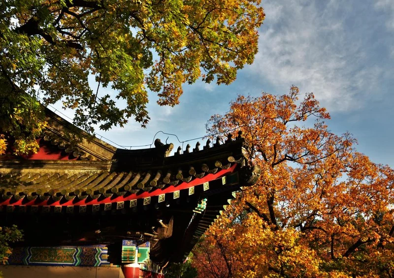 17886 Gebäude - Japanischer-Garten Puzzle