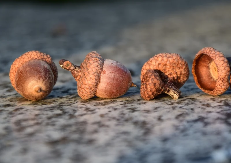 43528 Natur - Nüsse Puzzle