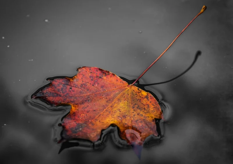 43502 Natur - Herbst Puzzle