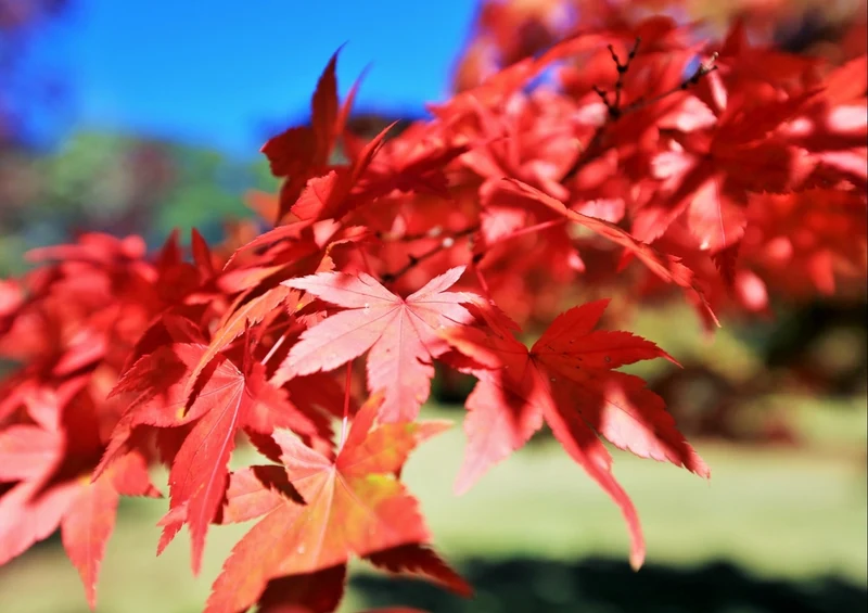 43496 Natur - Herbstfärbung Puzzle