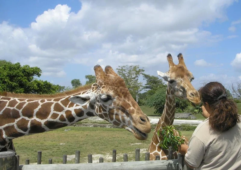 33203 Tierwelt - Giraffenbaby Puzzle