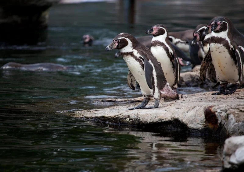 17956 Tierwelt - Pinguin Puzzle