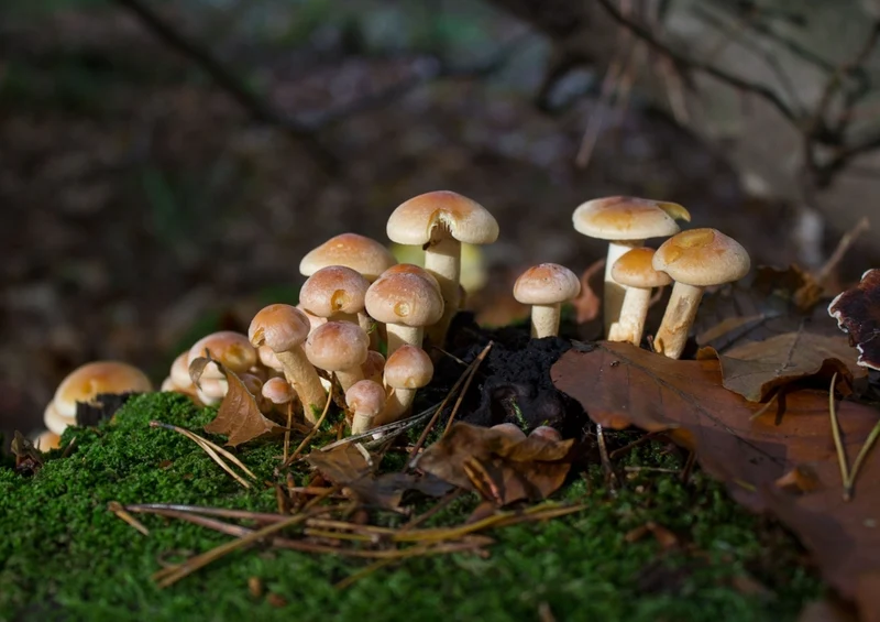 43465 Natur - Pilze Puzzle