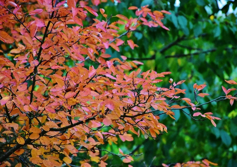 43455 Natur - Herbstblätter Puzzle