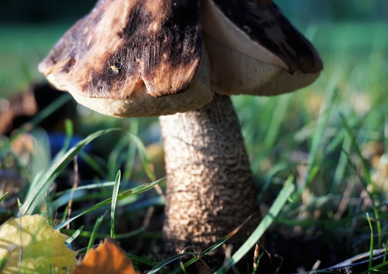 43450 Natur - Pilz Puzzle