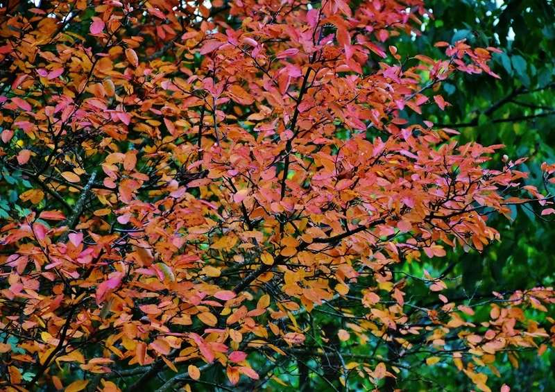 43430 Natur - Herbstblätter Puzzle