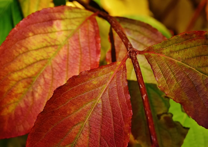 43425 Natur - Herbstblätter Puzzle